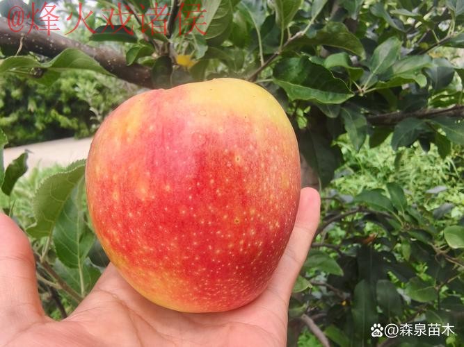 世界杯外围苹果热门